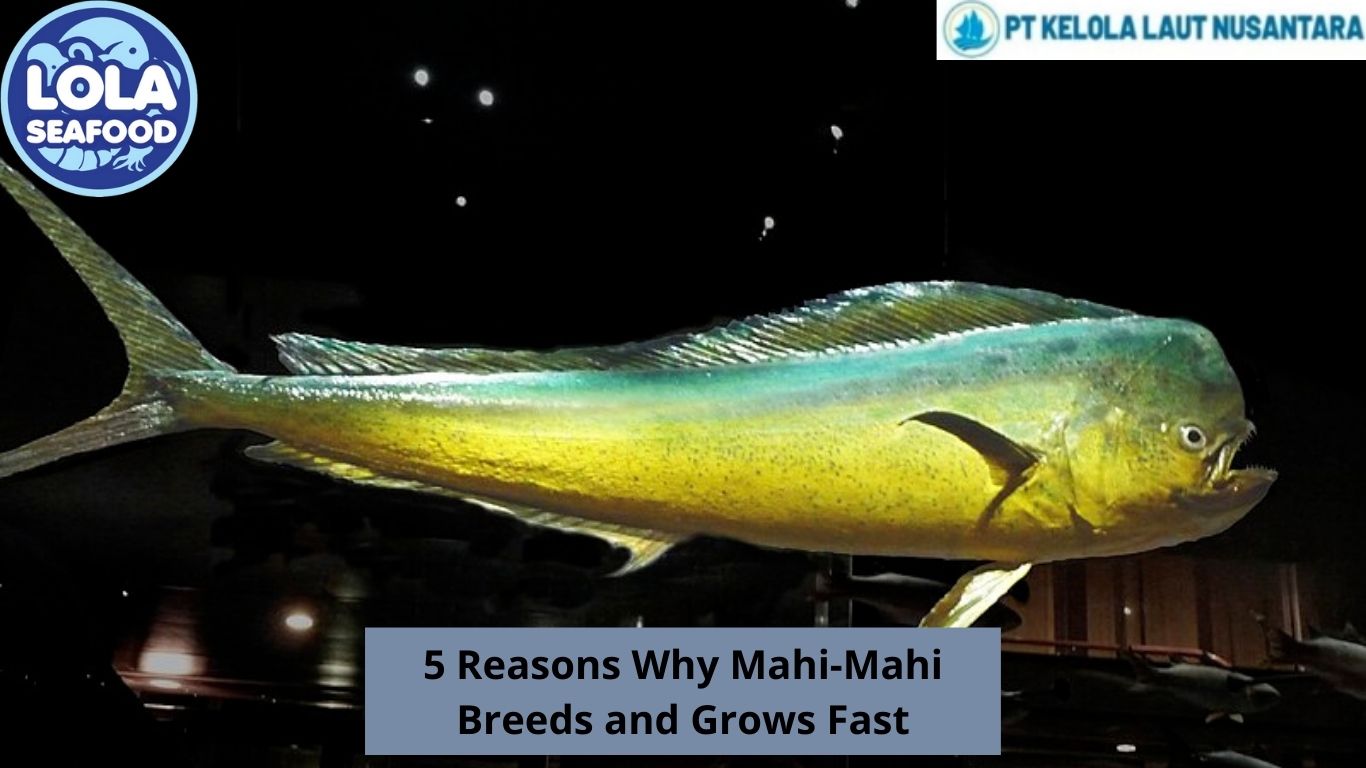 5 Reasons Why Mahi-Mahi Breeds and Grows Fast